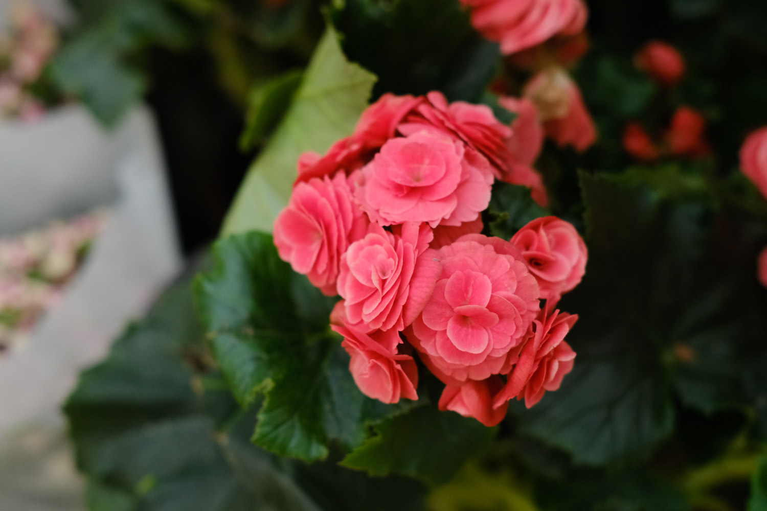 Rieger Begonia