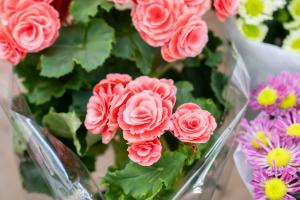 Pruning method of Rieger Begonia