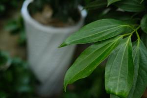 how long does it take to flower pot plants