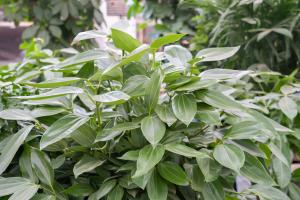 when does pot plants start budding