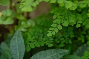 How do Adiantum reproduce with spores