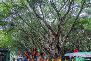 How to cultivate banyan air roots