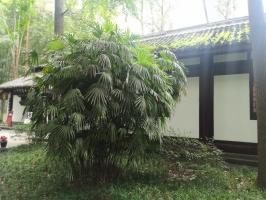 How does brown bamboo breed