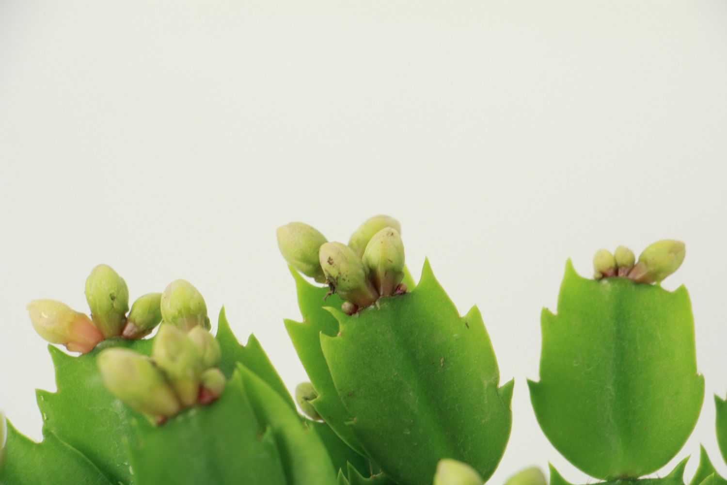 crab cactus