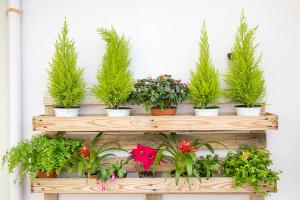 how often to water indoor rosemary plant