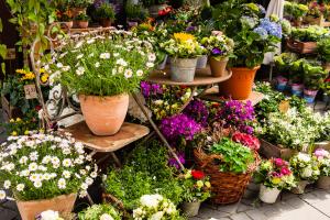 How should the newly bought flowers be maintained?