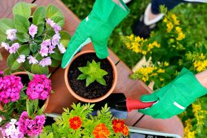 how many sunflowers can you plant in a pot