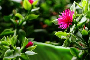 How to trim peony Chlorophytum