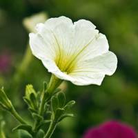 Petunia hybrida