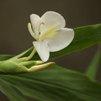 White ginger lily