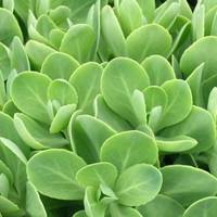 Sedum spectabile