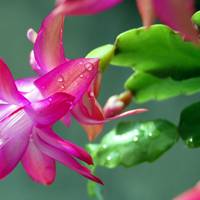 crab cactus