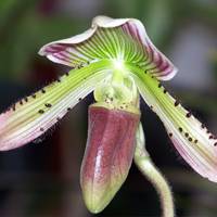 Paphiopedilum