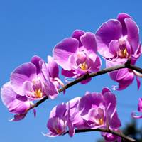 moth orchid