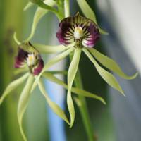 Octopus orchid