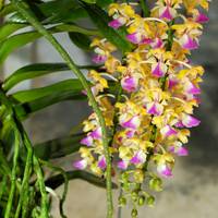 Fingernail orchid