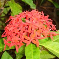 Ixora