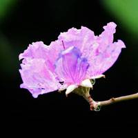 Lagerstroemia indica