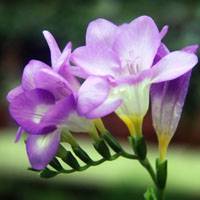 common freesia