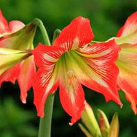 amaryllis