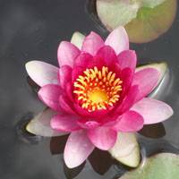 Bowl lotus