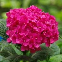 Hydrangea macrophylla