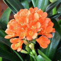 Clivia