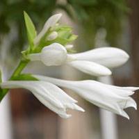 Hosta flower