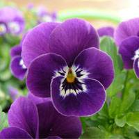 pansy