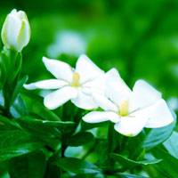 Gardenia