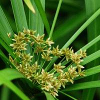 Umbrella grass