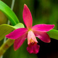 Cattleya