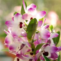 dendrobium