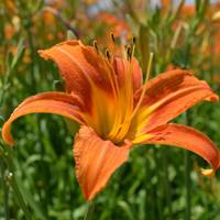 Hemerocallis