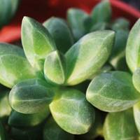 Pachyphytum compactum 