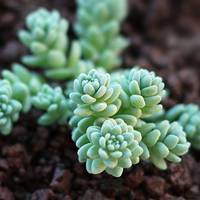 Sedum dasyphyllum 