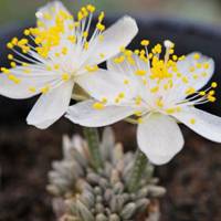 White flower tough brocade