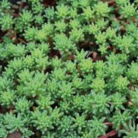 Wannian grass with thin snow