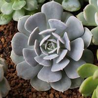 echeveria runyonii 