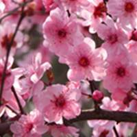 Plum blossom