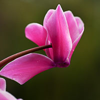 Cyclamen