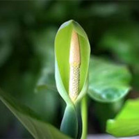 Alocasia macrorrhiza