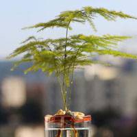 asparagus fern