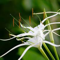 Crinum sinensis