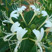 Honeysuckle