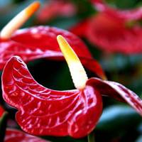 Anthurium