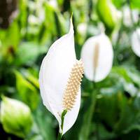 Spathiphyllum