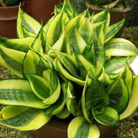 Sansevieria trifasciata