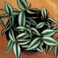 wandering jew