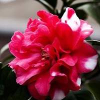 Camellia